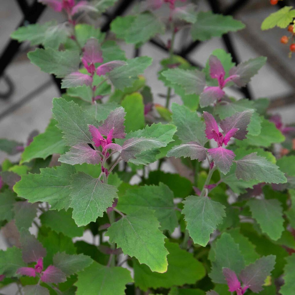 image 1 of Marshalls Garden Tree Spinach Plant 1 x 1 litre