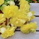 image 2 of Carbeth Plants Begonia Illumination Lemon Summer Bedding Plant 3 x 9cm Pots - Easy Grow Garden Ready Shrub for Beds, Borders, Pots & Containers