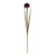 image 4 of Aster Spider Chrysanthemum Stem - Plastic - H80 cm - Burgundy