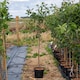 image 7 of Marshalls Garden Patio Plum 'Opal' 5 Litre Fan-Trained