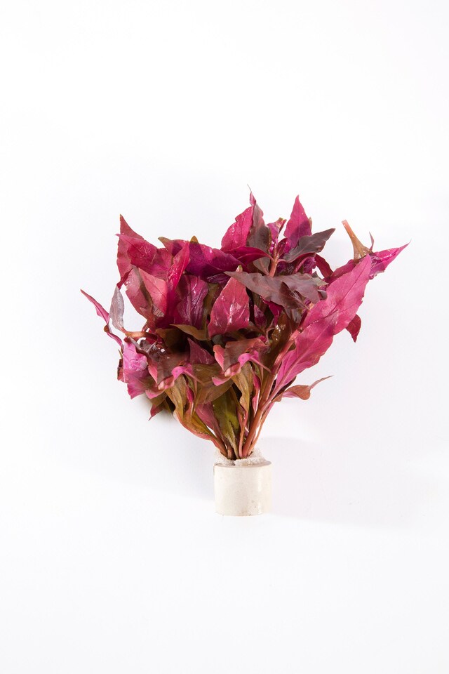 image 1 of Scarlet Temple (Alternanthera cardinalis) - Live Aquarium Plant for Midground Planting, Red Foliage - Fish Tank Plant