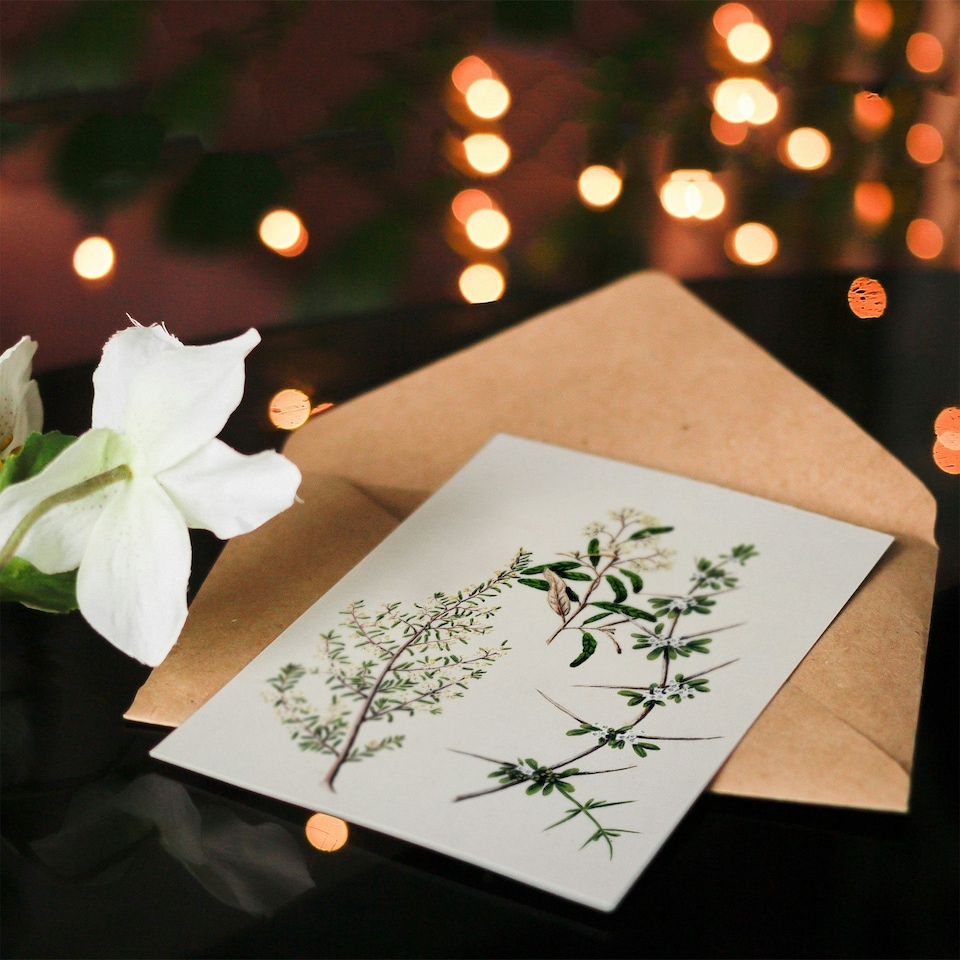 image 1 of Sarah Featon Art Card New Zealand Pomaderris Edgerleyi Plant