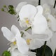 image 2 of Orchid White - Black Ceramic Planter