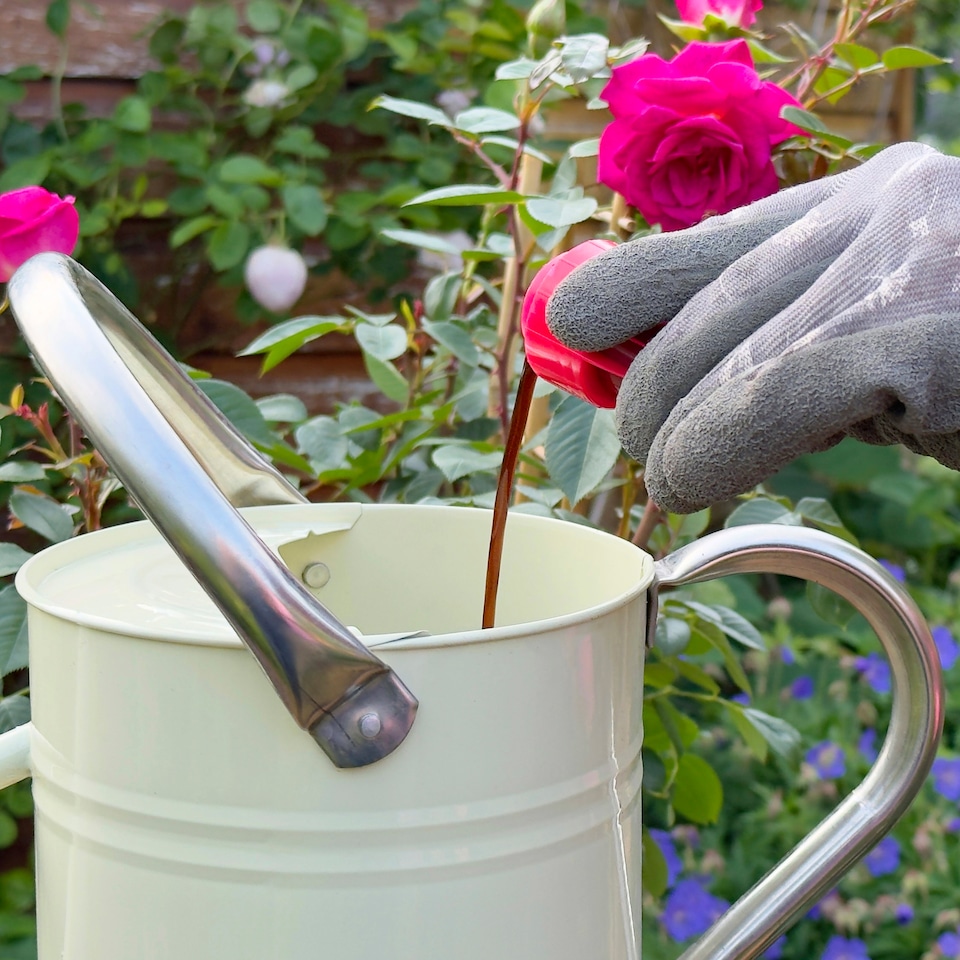 image 1 of Miracle-Gro Rose and Shrub Liquid Plant Food 800ml Fast Acting Feed for Strong Growth Flowering Green Leaves 2 Week Boost