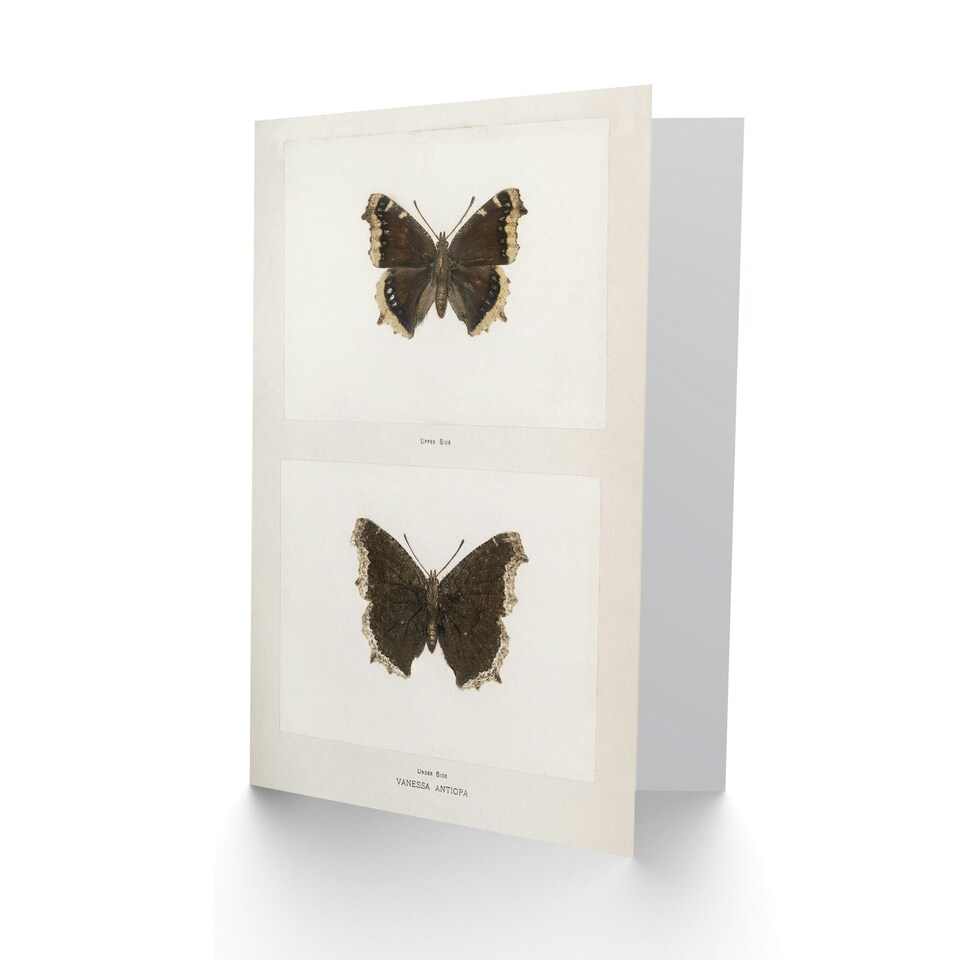 image 1 of Sherman Denton Art Card Mourning Cloak Butterfly