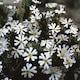 image 2 of Night Phlox Midnight Candy | Multi | Green, White, Yellow, Purple | Flower Seeds | 1