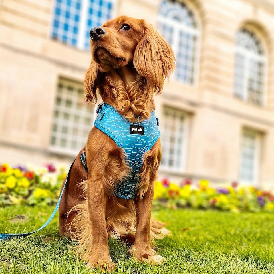 image 1 of Pawfect Waves - Harness - Medium