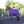 Purple/Plum