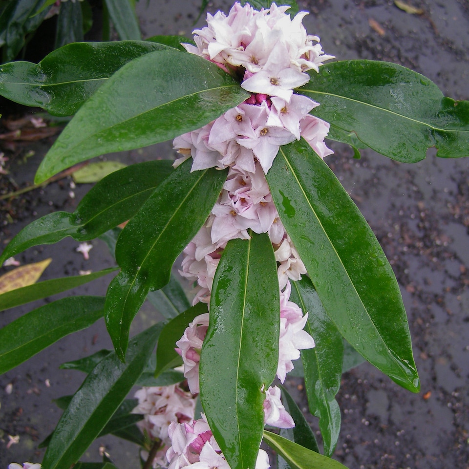 image 1 of YouGarden - Daphne 'Perfume Princess' in a 13cm Pot - Fragrant Spring Flowering Evergreen Shrub, Hardy, Easy to Grow
