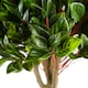 image 3 of Artificial Topiary Gloxinia Single Ball Topiary 1608 Leaves UV PROTECTED OUTDOOR Botanik | Green | One Size