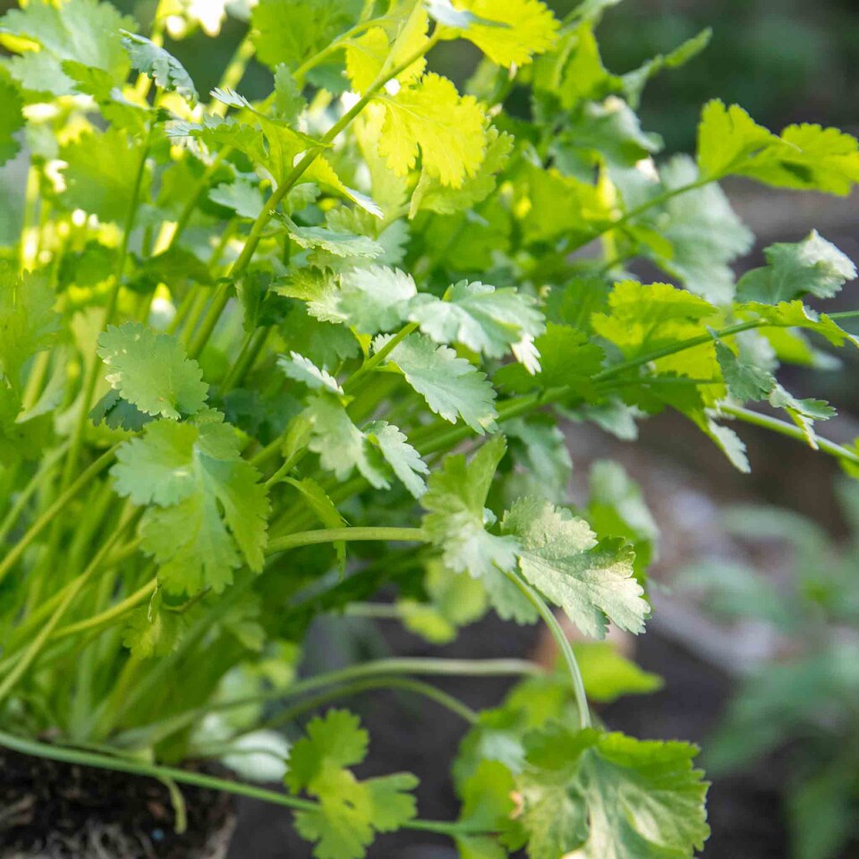 image 1 of Marshalls Garden Coriander Plant - 3 plug plants