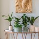 image 3 of Kew Sago Palm Planter - Stoneware - L16.5 x W15.5 x H18 cm - Ivory White
