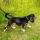 image 2 of Mountain Paws Extra Tough Olive Dog Collar | Green | Olive | L | 1