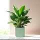 image 2 of Matte Sage Green Ceramic Indoor Plant Pot - H17 x W17.5cm Green