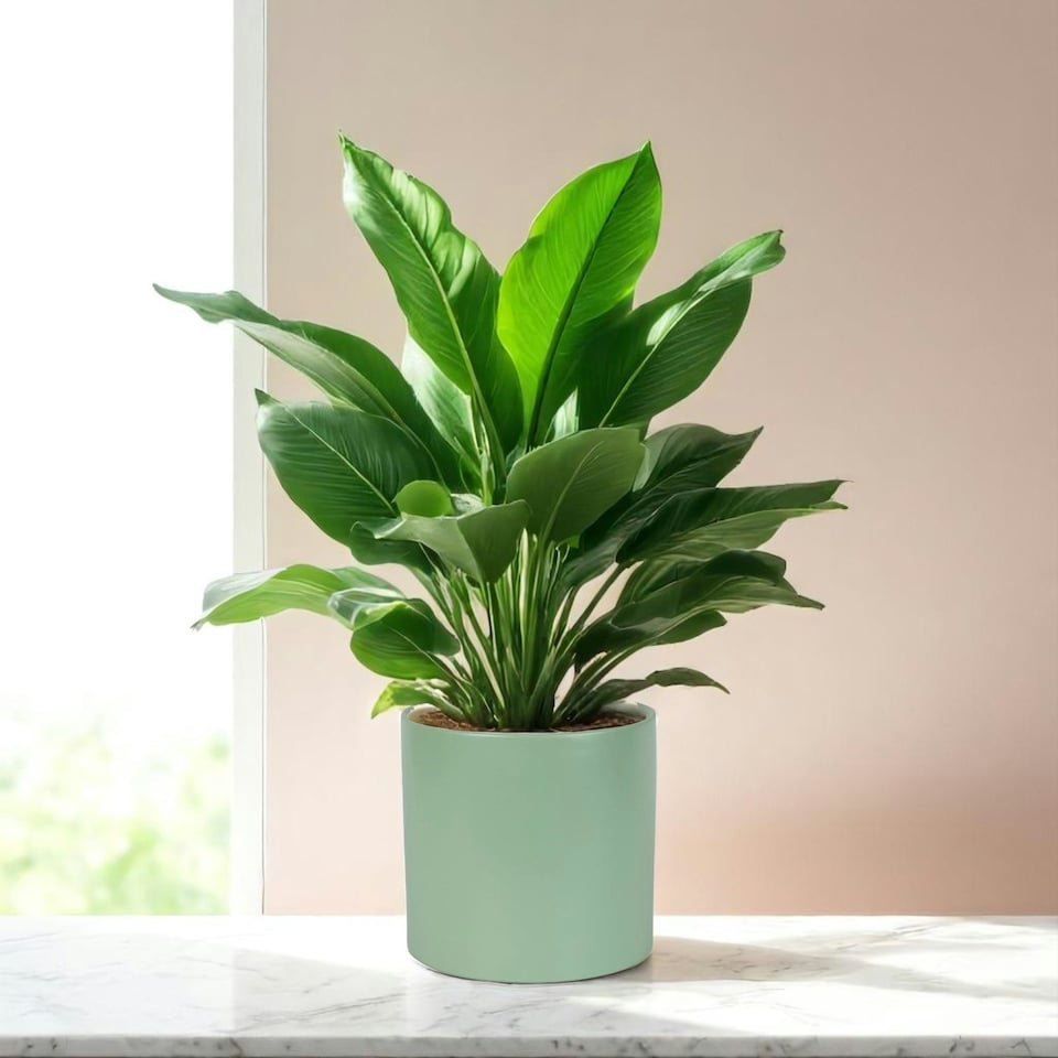 image 1 of Matte Sage Green Ceramic Indoor Plant Pot - H17 x W17.5cm Green
