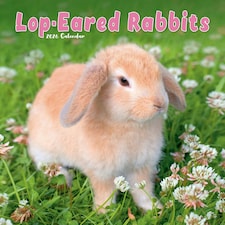 Lop Eared Rabbits 2026 Calendar | Square Wall Calendar | Animal Gift | Plastic Free Packaging | by Avonside Publishing