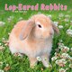 image 1 of Lop Eared Rabbits 2026 Calendar | Square Wall Calendar | Animal Gift | Plastic Free Packaging | by Avonside Publishing