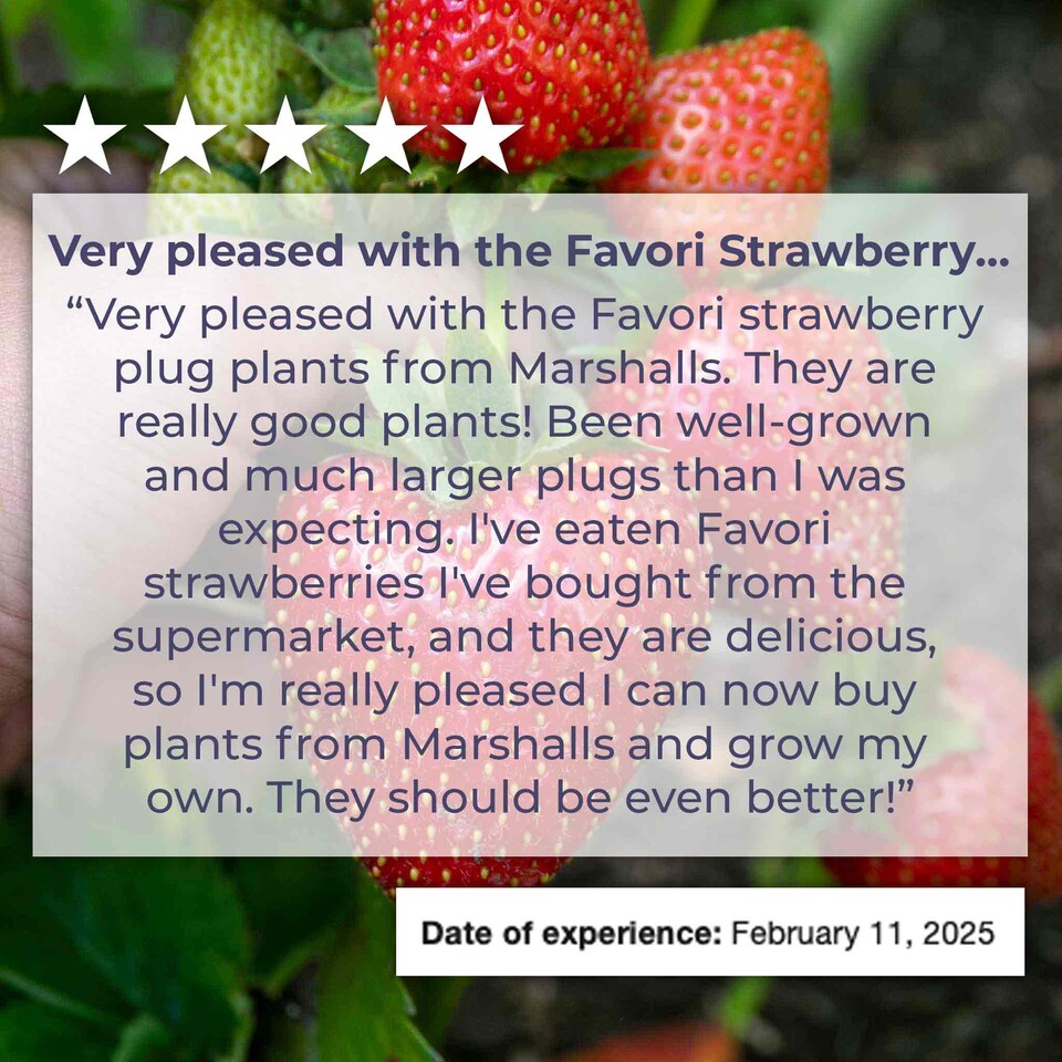 image 1 of Marshalls Garden Everbearing Strawberry 'Favori' Sweet, Disease-Tolerant, Ideal for Pots 10 bare root