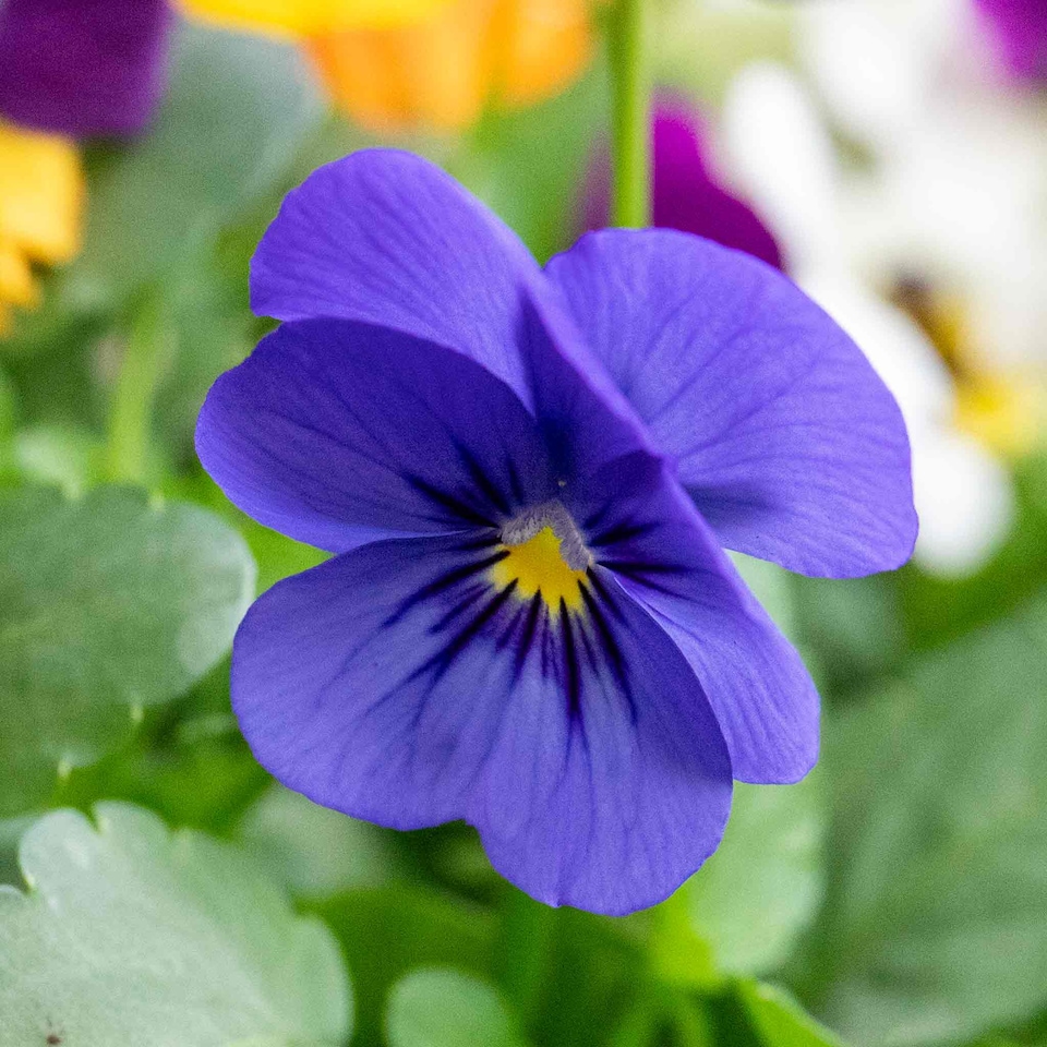image 1 of Viola 'Sorbet Mix' - Garden-ready plugs, winter to early spring blooms