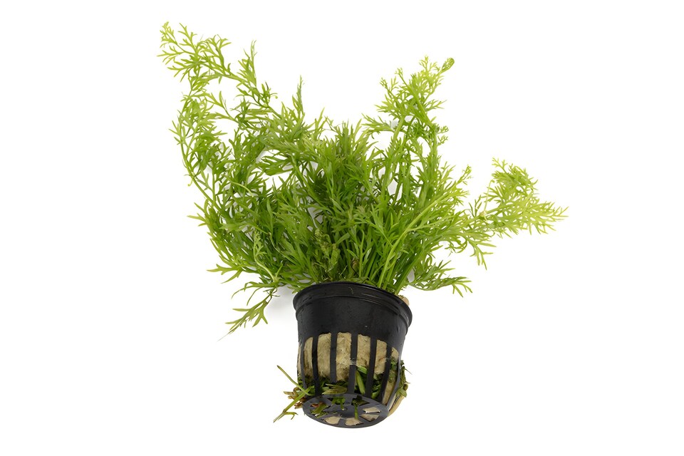 image 1 of Water Sprite (Ceratopteris siliquosa) - Live Aquarium Plant for Background Planting, No CO2 Needed - Fish Tank Plant