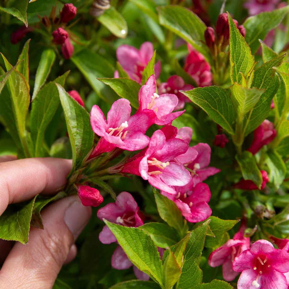 image 1 of Marshalls Garden Weigela Picobella 'Rosa' Compact Pink Flowering Shrub | Pink | Pink | 3L Plants