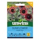 image 1 of Sunflower Desire Red | Multi | Deep Red | 10 Seeds | 1