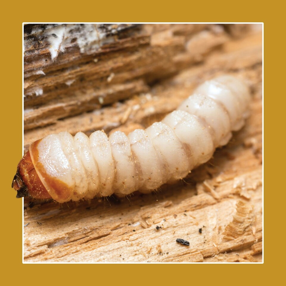 image 1 of Soluguard Woodworm Treatment (1x5L Clear & Sprayer) Ready for Use Woodworm Killer Spray