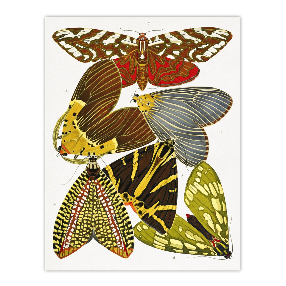 image 1 of Butterfly Illustration Vintage Wall Art Print Eugene Seguy 24x32"