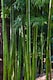 image 2 of Extra Large Bamboo Phyllostachys Bissetii 5-6ft Tall in a 1012 Litre Pot By Direct Plants