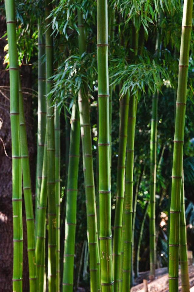 image 1 of Extra Large Bamboo Phyllostachys Bissetii 5-6ft Tall in a 1012 Litre Pot By Direct Plants