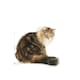 image 4 of Royal Canin Cat Food Ageing 12+ - 2 KG