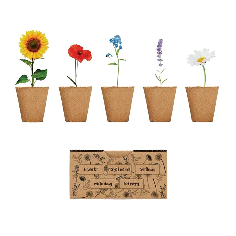 image 1 of MidOcean Flowers Flower Seeds - Beige - One Size