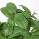 image 5 of Homescapes Artificial Basil Plant in Decorative Pot