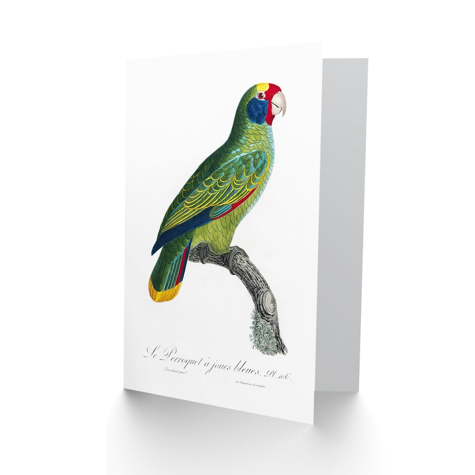 image 1 of Francois Levaillant Art Card Red And Blue Amazon Parrot