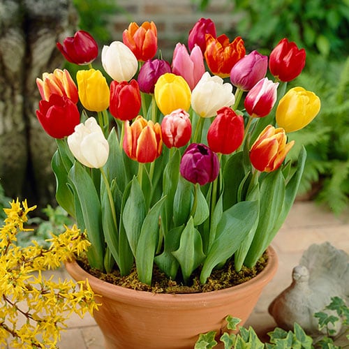 You Garden - Spring Flowering Bulb Mixed Pack, 600 Bulbs, 7 Varieties, Bulk Buy Collection (600 Bulbs)