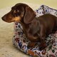 image 4 of Rosewood Joules Festival Floral Box Dog Bed | Multi | L | 1