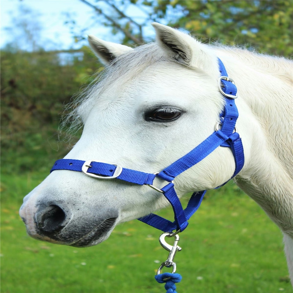 Gallop Equestrian Headcollar & Leadrope Set Red | Size: Shetland Pony
Colour: Purple