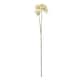 image 1 of Crown Hydrangea (Single Stem Flower) - Plastic - L15 x W18 x H71 cm - Cream