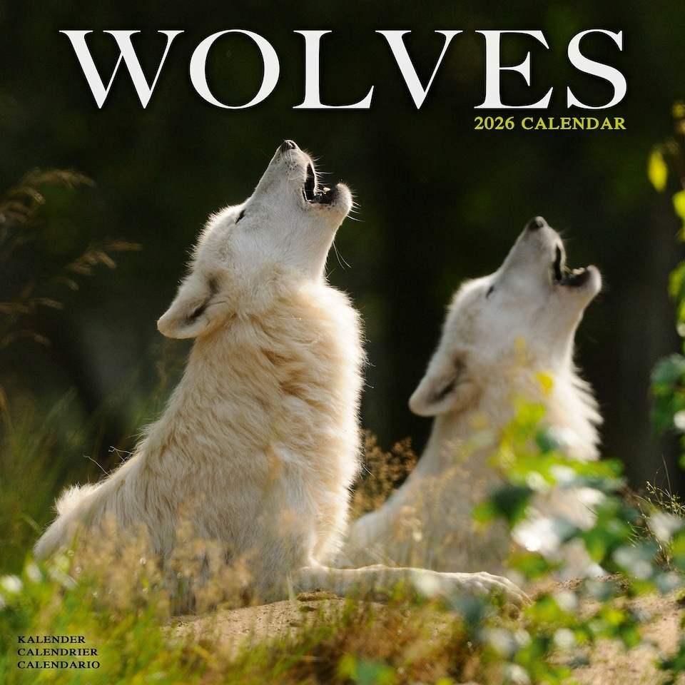 image 1 of Wolves 2026 Calendar | Square Wall Calendar | Animal Gift | Plastic Free Packaging | by Avonside Publishing