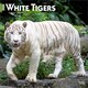 image 1 of White Tigers 2026 Square Flap Calendar