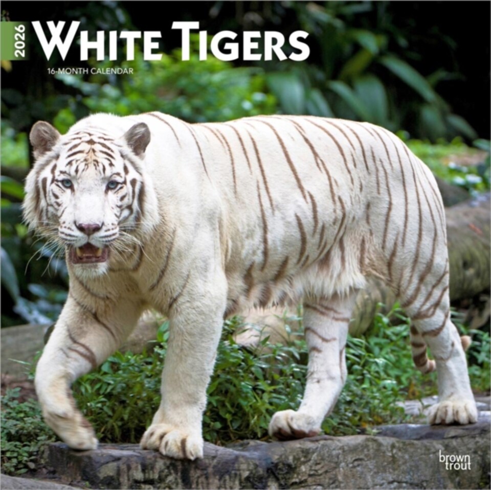 image 1 of White Tigers 2026 Square Flap Calendar