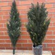 image 4 of 120cm Artificial Natural Look Cedar Tree