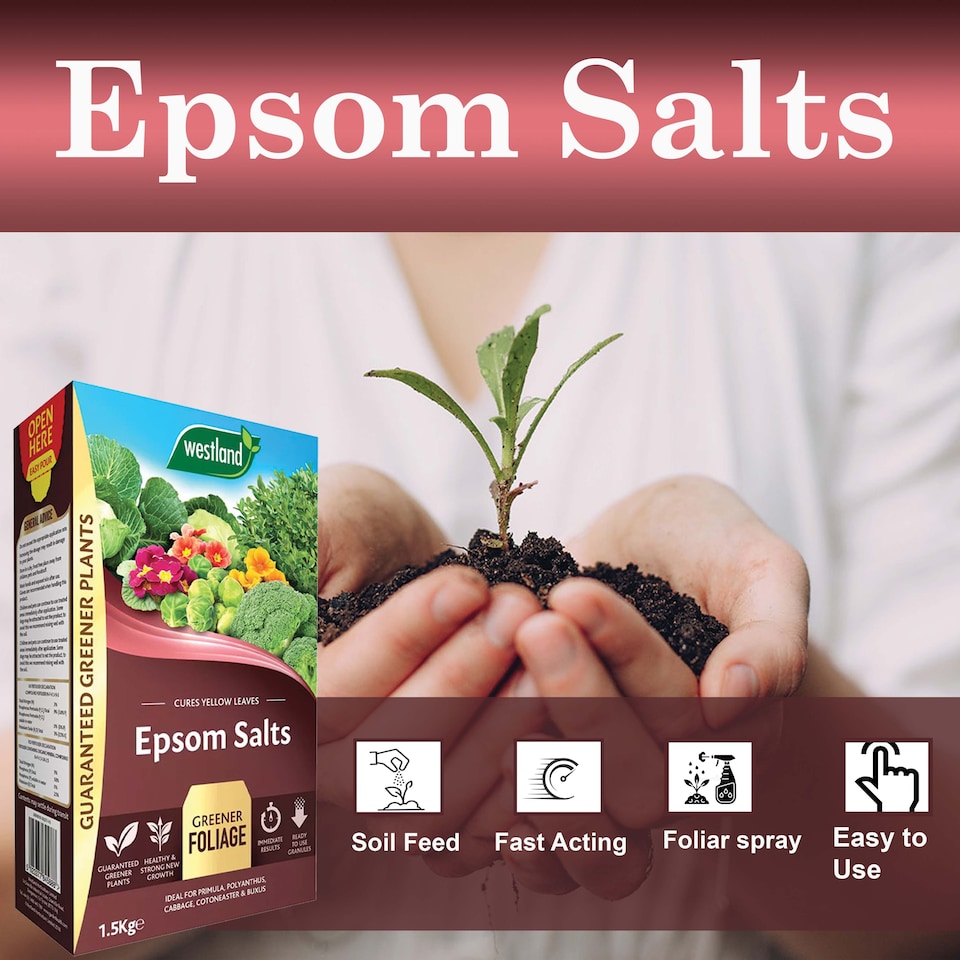 image 1 of Westland Epsom Salts 1.5kg Magnesium & Sulphur Fertilizer for Lush Green Foliage Flowers Vegetables and Healthy Plants