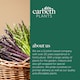 image 5 of Carbeth Plants 25 x Asparagus Crown Millennium Roots for Planting - Premium Quality Vegetable Perennials for Kitchen Gardens & Allotments