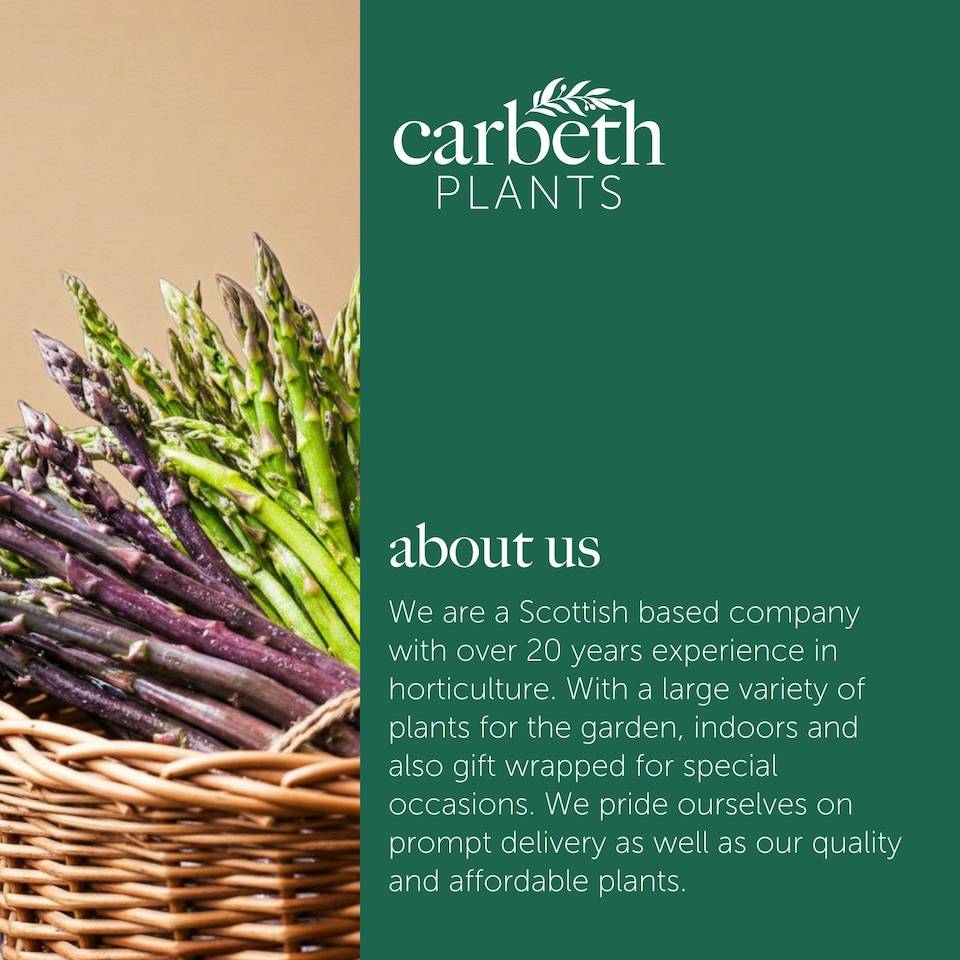 image 1 of Carbeth Plants 25 x Asparagus Crown Millennium Roots for Planting - Premium Quality Vegetable Perennials for Kitchen Gardens & Allotments
