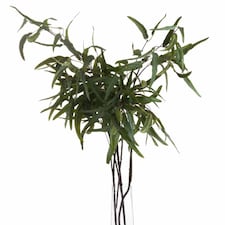 Eucalyptus Nicholii Spray Artificial Plant - Plastic - L46 x W46 x H128 cm - Green