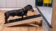 image 7 of The Ramp People Adjustable Wooden Dog Ramp 50kg Capacity 6 Heights Small