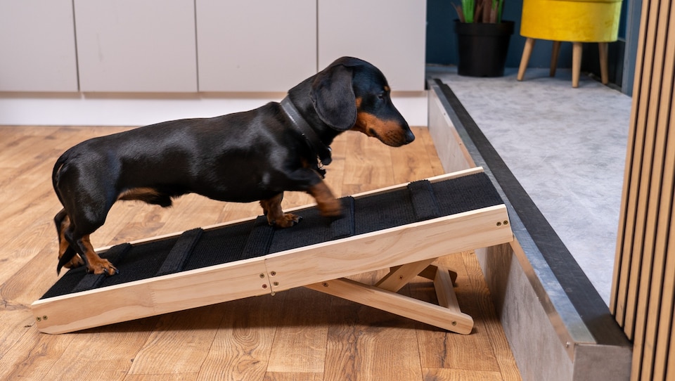 image 1 of The Ramp People Adjustable Wooden Dog Ramp 50kg Capacity 6 Heights Small