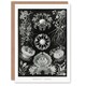 image 1 of Ernst Haeckel Art Card Ascomycetes Fungi Species Vintage