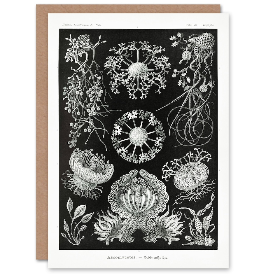 image 1 of Ernst Haeckel Art Card Ascomycetes Fungi Species Vintage